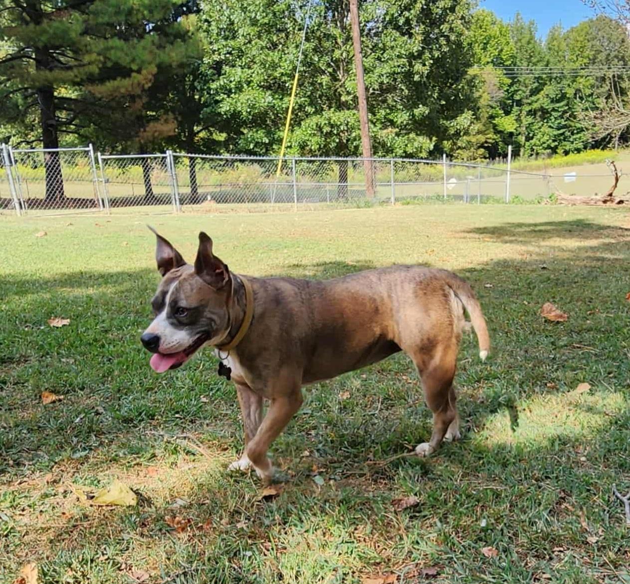 LILLY, a Adoptable mixed breed in Jackson, TN image 3/6