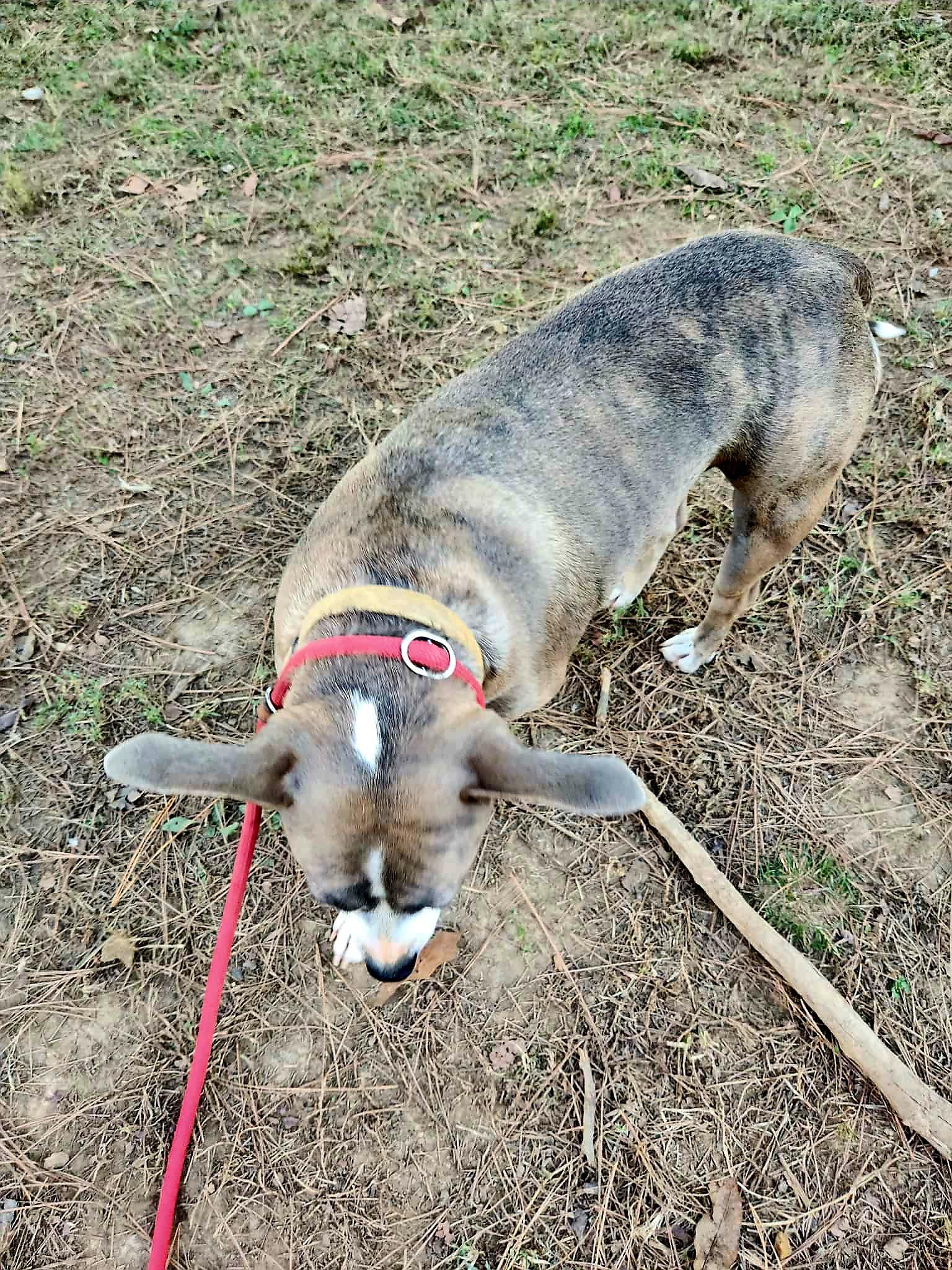 LILLY, a Adoptable mixed breed in Jackson, TN image 4/6
