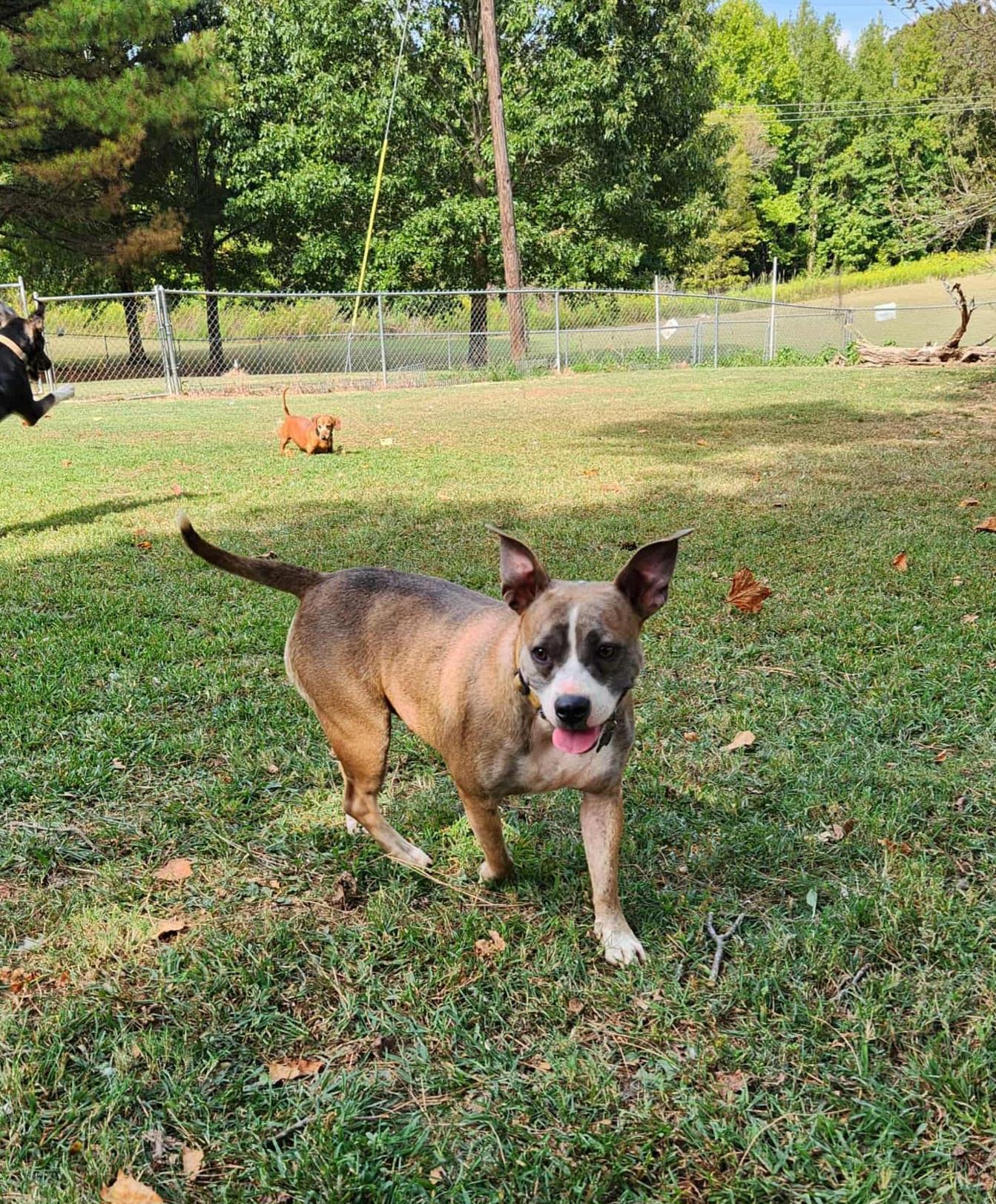 LILLY, a Adoptable mixed breed in Jackson, TN image 5/6
