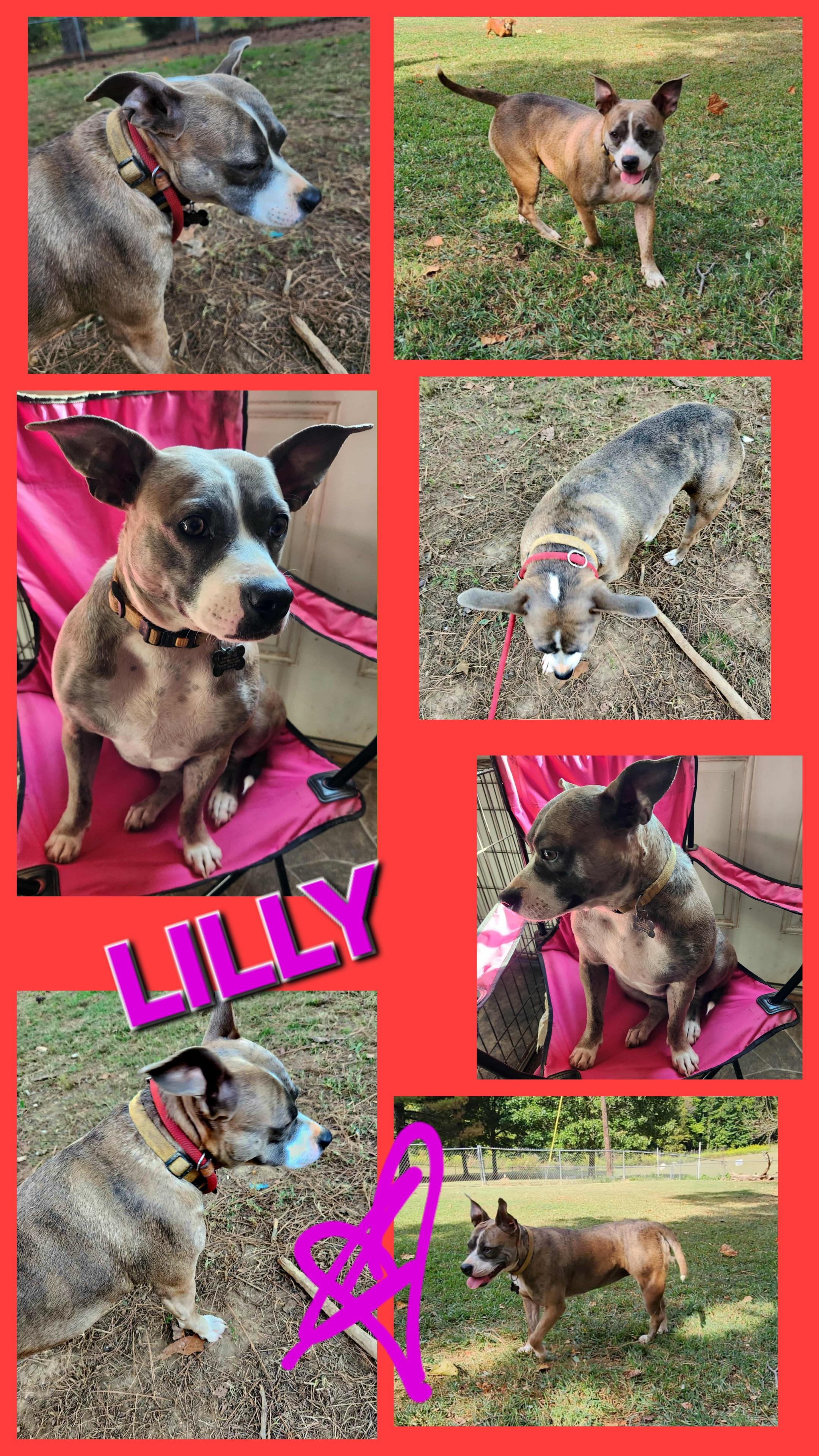 LILLY, Adoptable, Young Female Bulldog & Australian Cattle Dog / Blue Heeler.