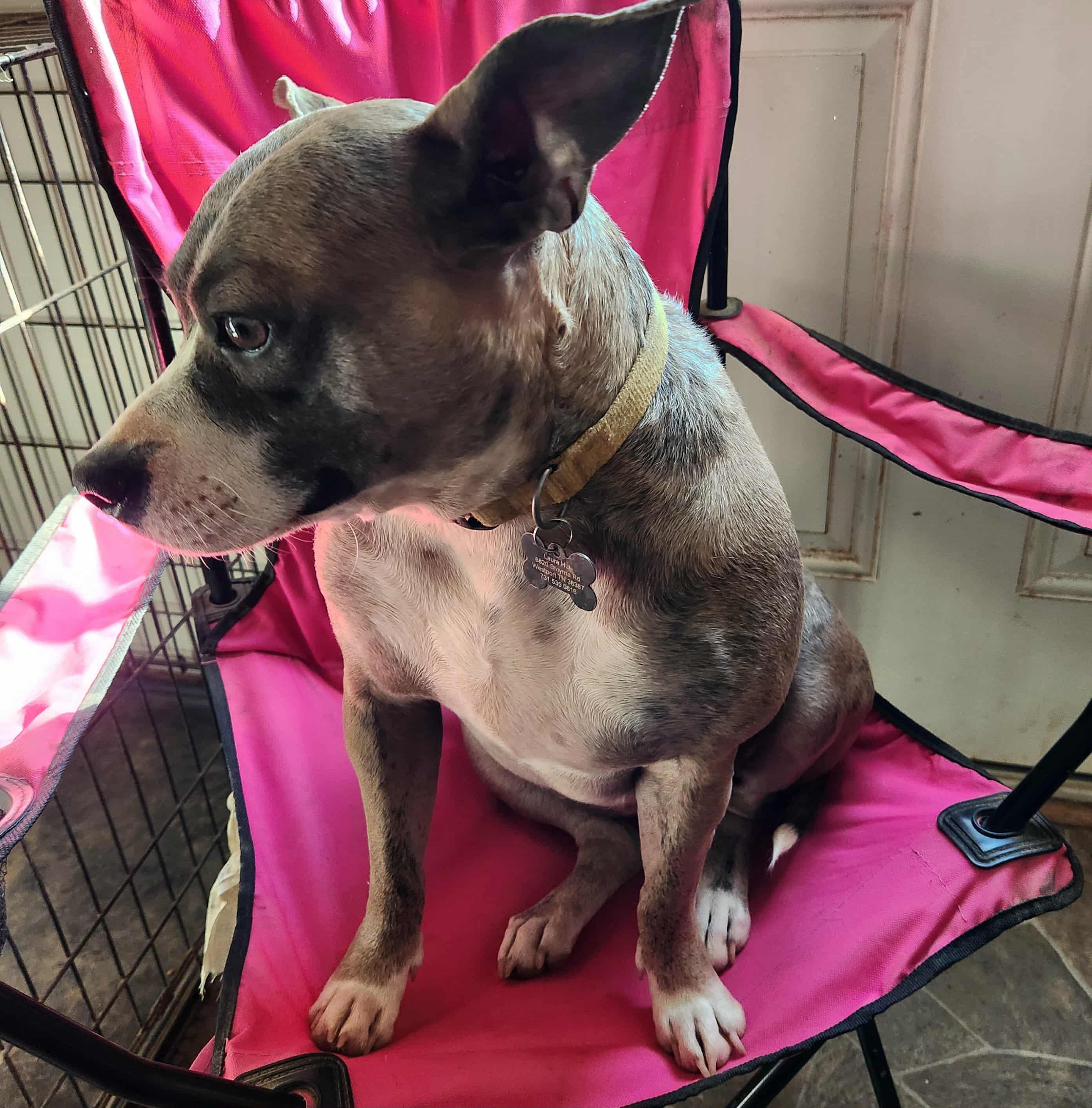 LILLY, a Adoptable mixed breed in Jackson, TN image 6/6