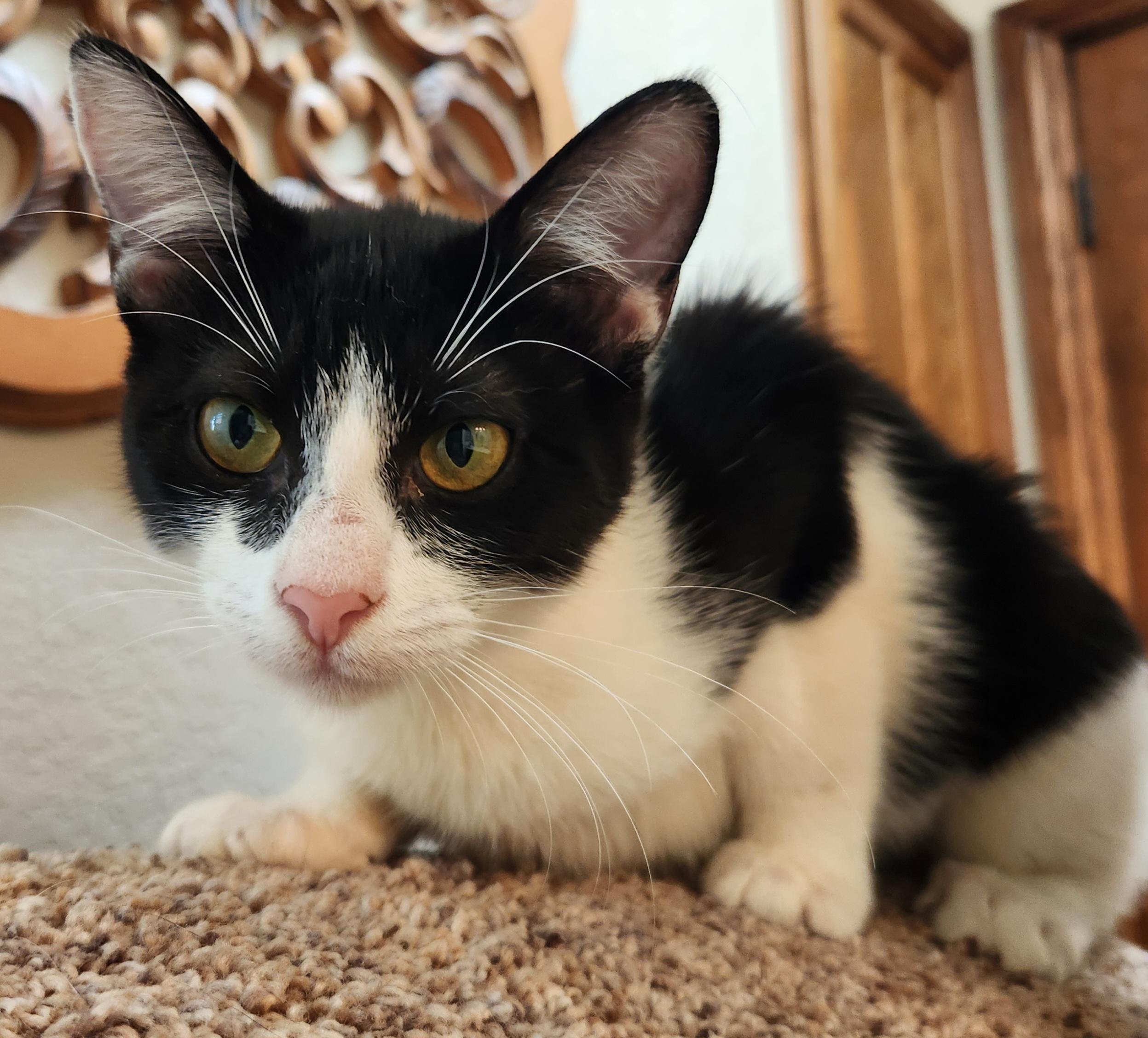 Chynne, ADOPTABLE, Young Female Domestic Short Hair.