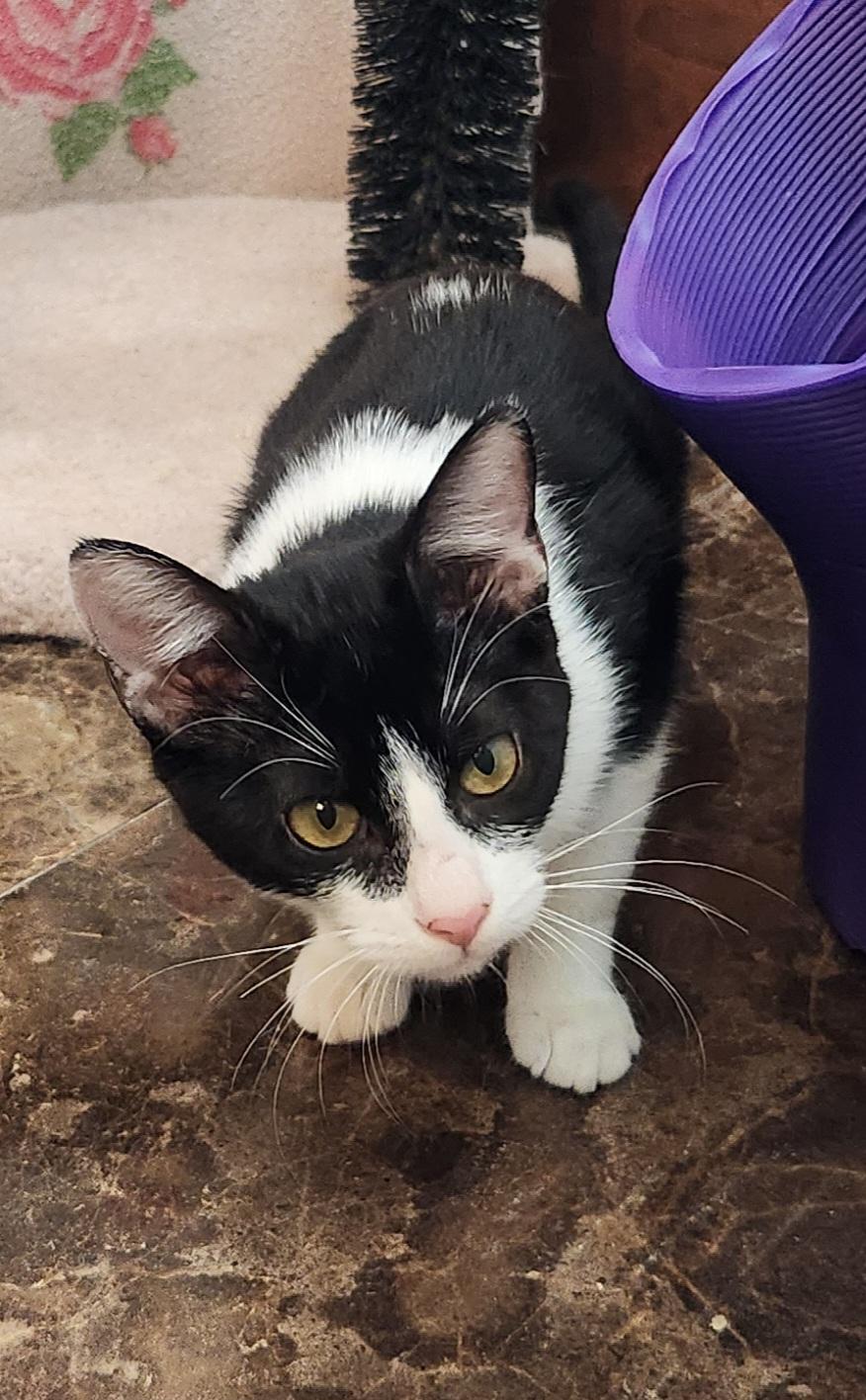 Enlarge Chynne, a ADOPTABLE mixed breed in Oklahoma City, OK image 3/6