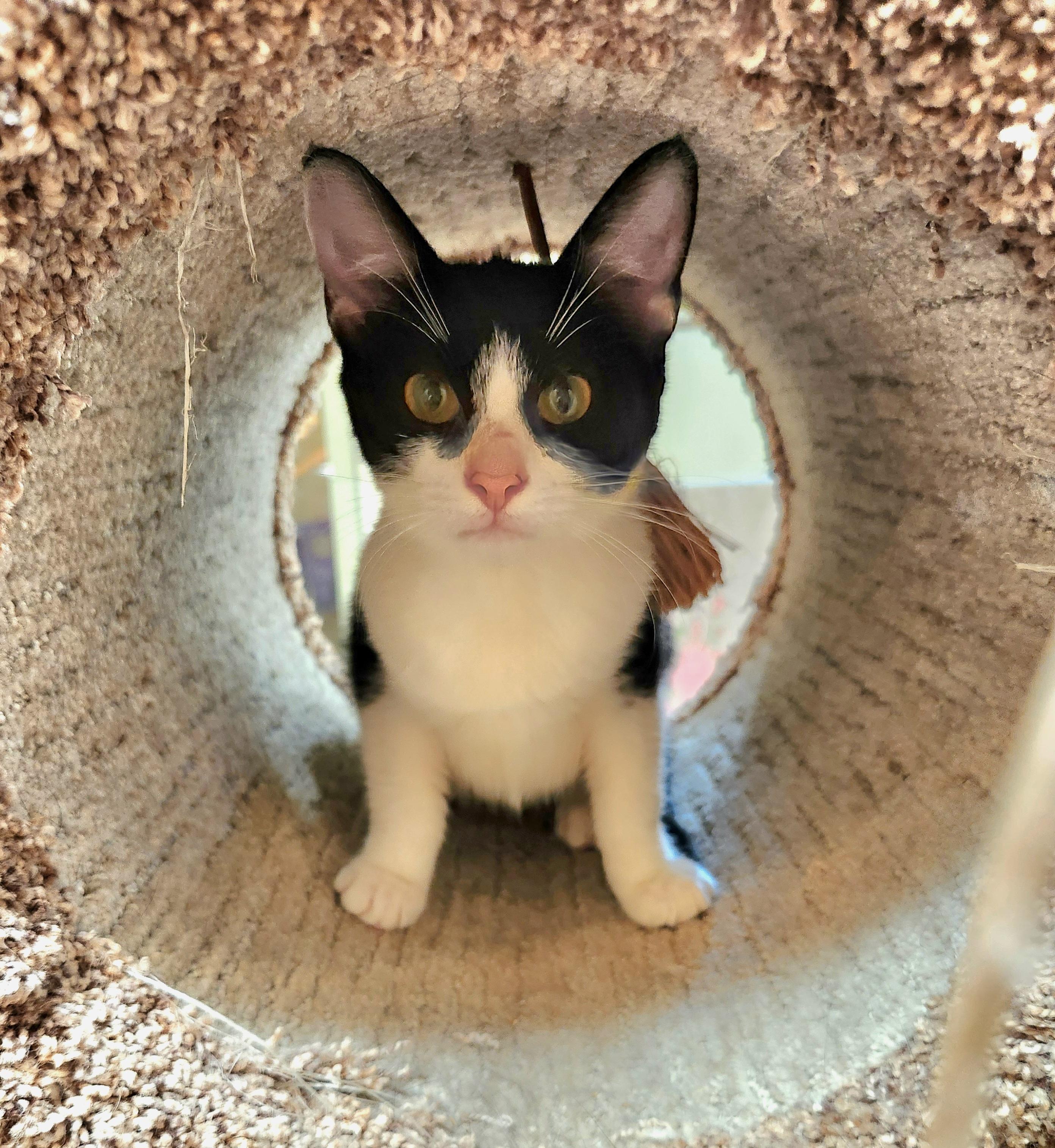 Enlarge Chynne, a ADOPTABLE mixed breed in Oklahoma City, OK image 5/6