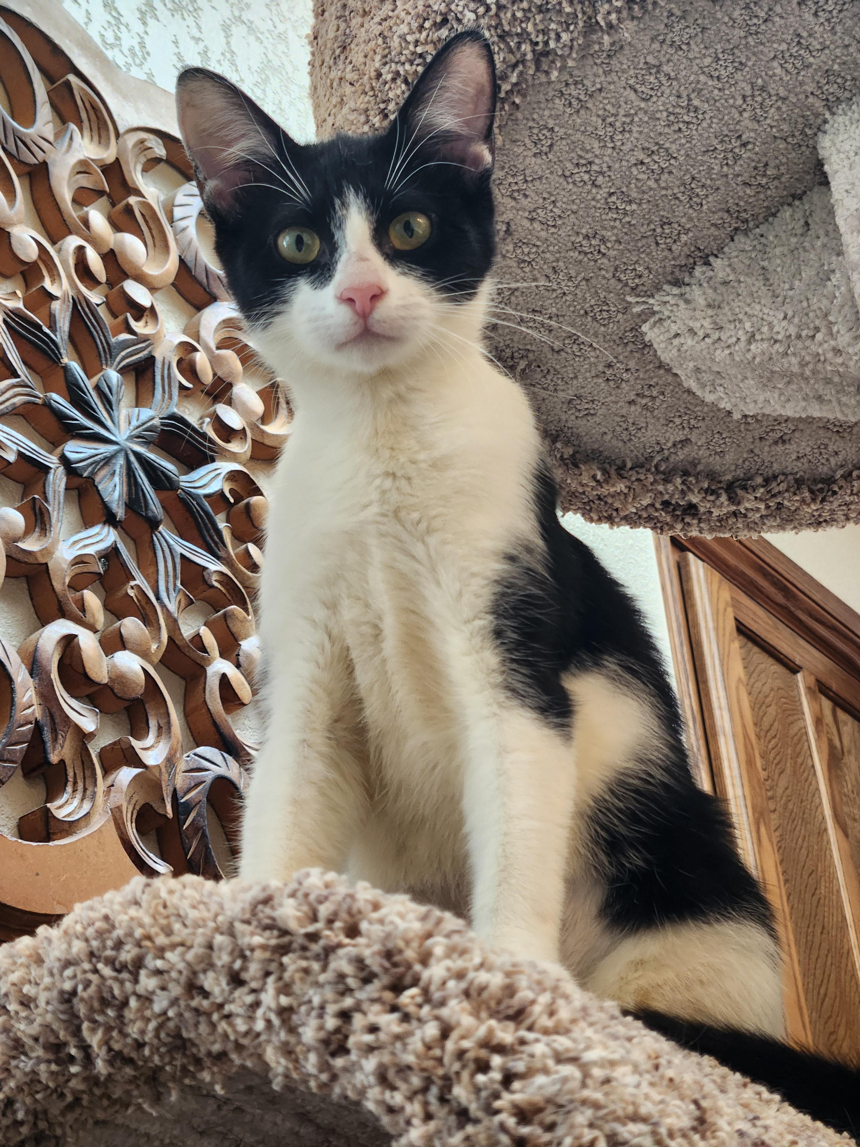 Enlarge Chynne, a ADOPTABLE mixed breed in Oklahoma City, OK image 4/6