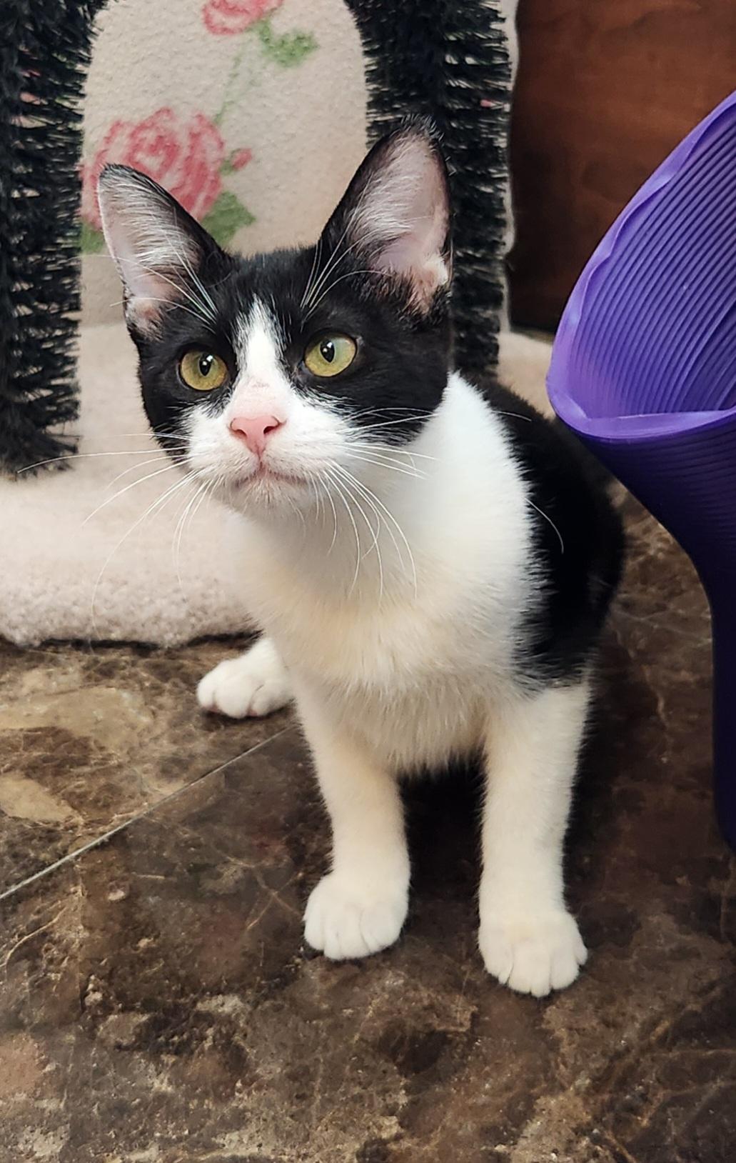 Enlarge Chynne, a ADOPTABLE mixed breed in Oklahoma City, OK image 2/6