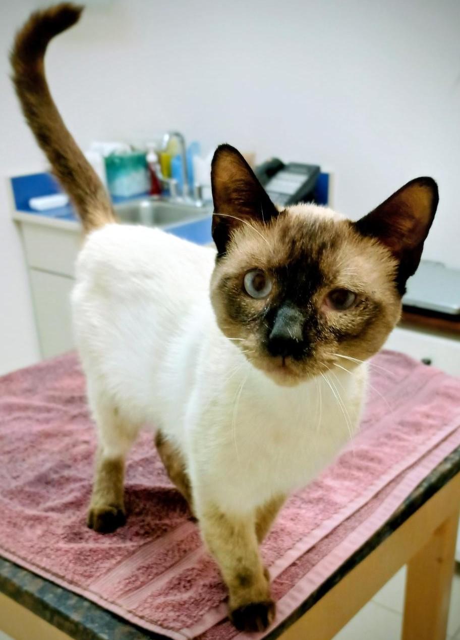 MAUI JAY, Adoptable, Adult Male Siamese.
