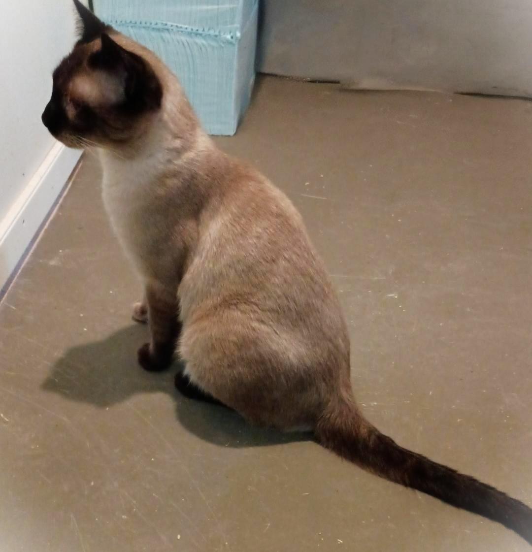 Enlarge MAUI JAY, a Adoptable Siamese in Wilmington, NC image 2/4