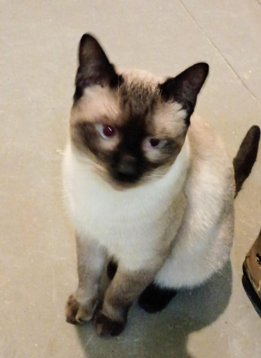 Enlarge MAUI JAY, a Adoptable Siamese in Wilmington, NC image 1/4