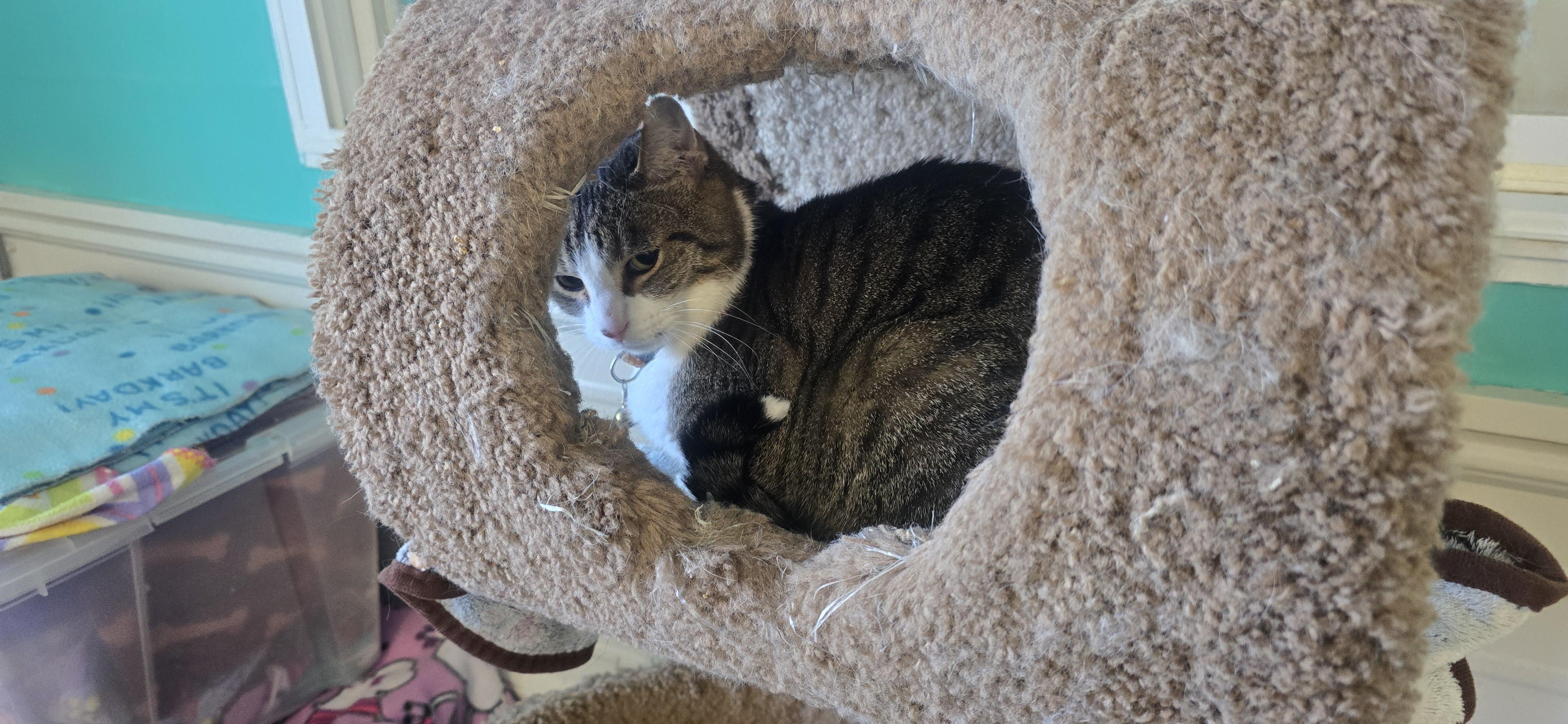 Libby, ADOPTABLE, Adult Female American Shorthair.