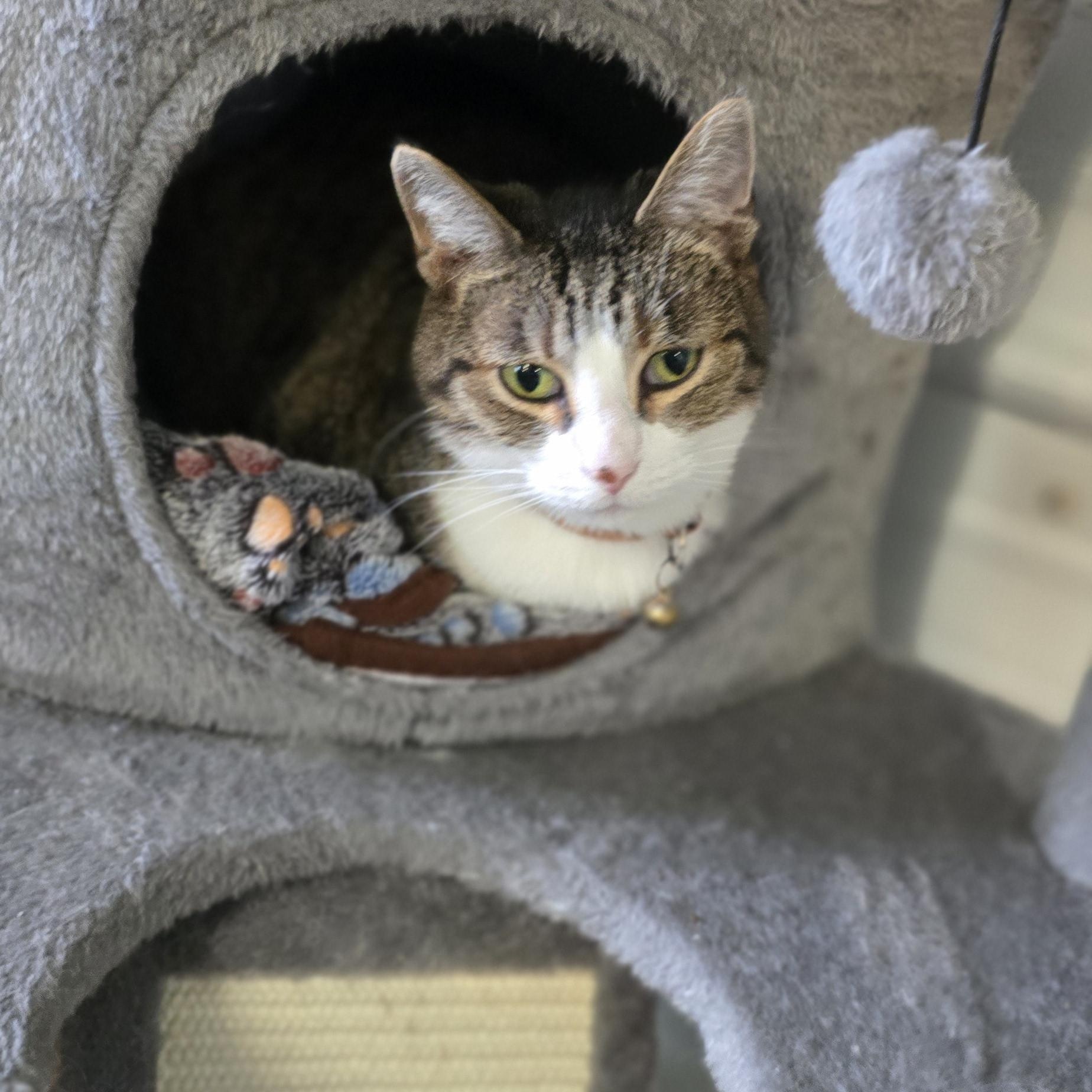 Enlarge Libby, a ADOPTABLE mixed breed in Petersburg, IN image 1/2