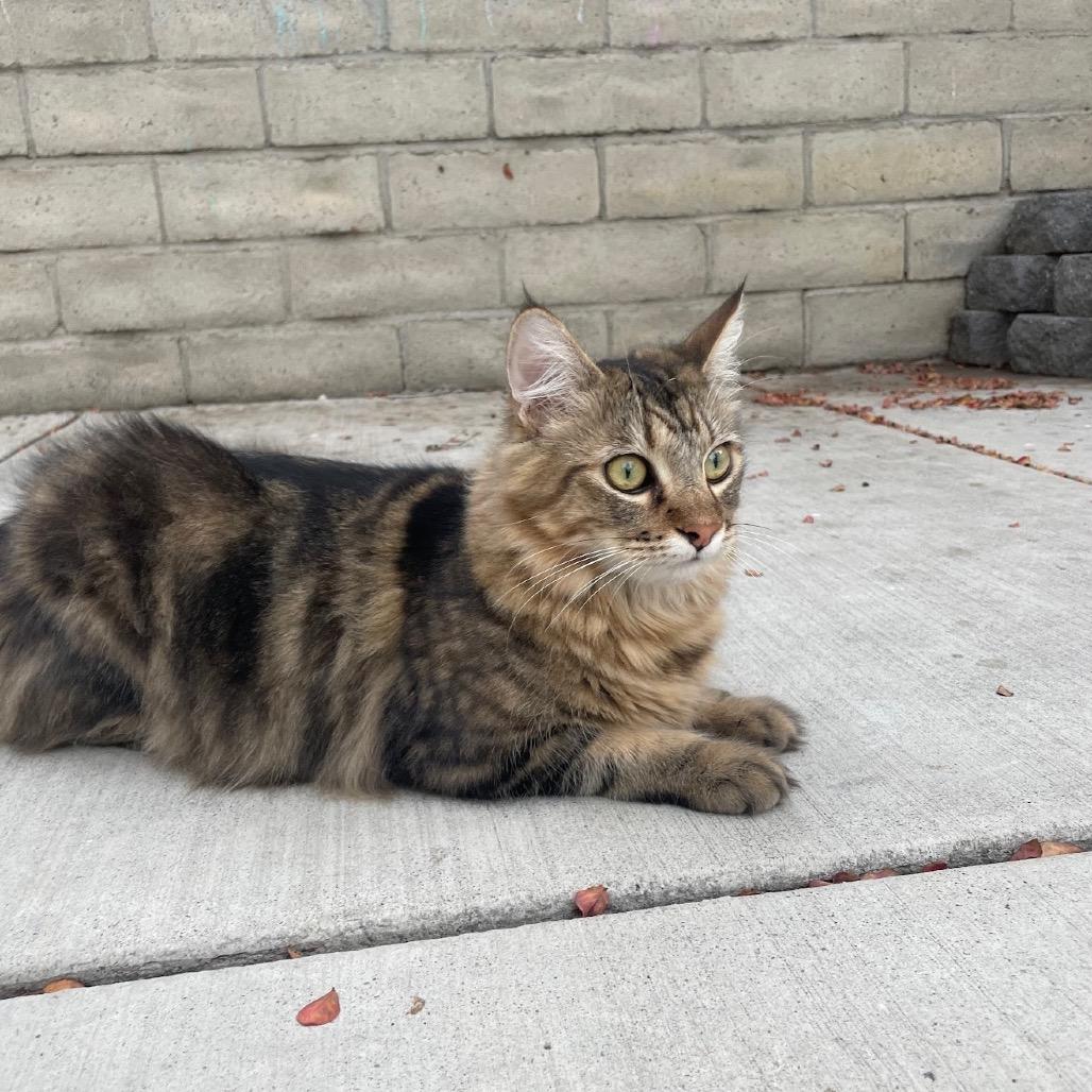 Enlarge Meeko, a Adoptable Domestic Medium Hair in Hawthorne, CA image 2/6