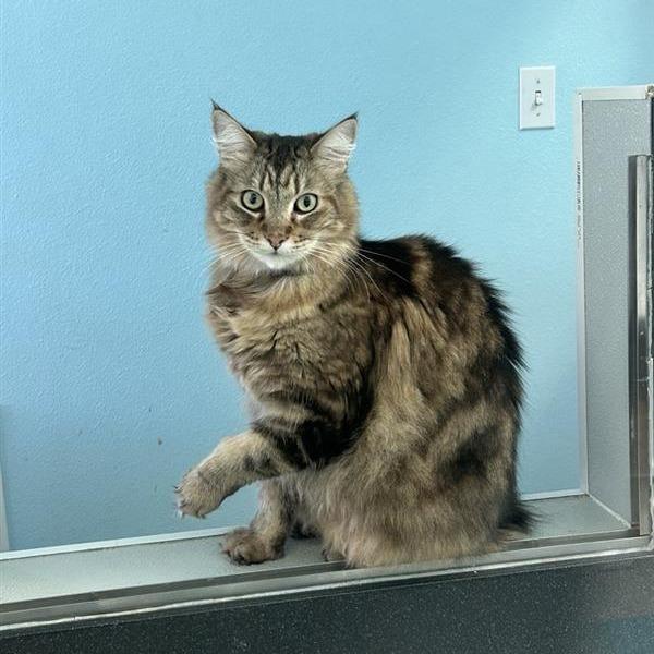 Enlarge Meeko, a Adoptable Domestic Medium Hair in Hawthorne, CA image 4/6