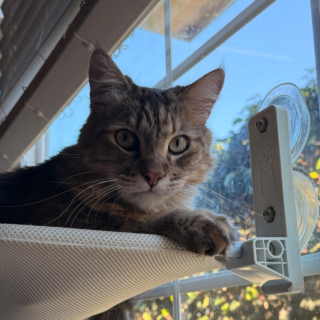 Enlarge Meeko, a Adoptable Domestic Medium Hair in Hawthorne, CA image 5/6