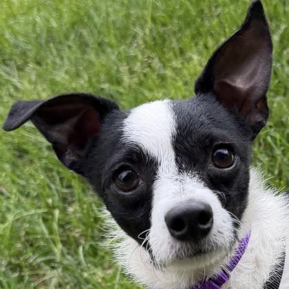 Spot, Adoptable, Young Male Mixed Breed & Mixed Breed.