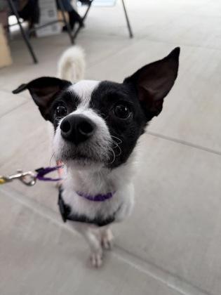 Enlarge Spot, a Adoptable mixed breed in Pleasanton, CA image 2/3