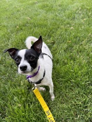 Enlarge Spot, a Adoptable mixed breed in Pleasanton, CA image 3/3