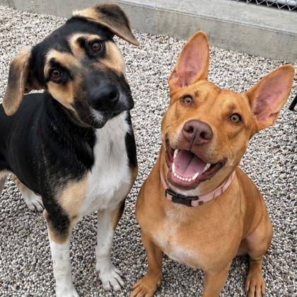 Enlarge Drake, a Adoptable mixed breed in Jefferson, WI image 3/3