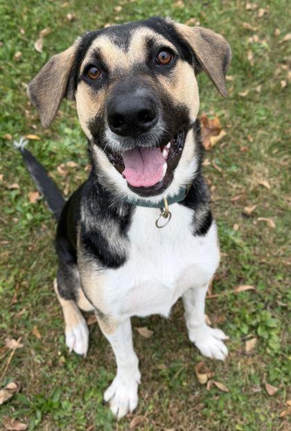 Enlarge Drake, a Adoptable mixed breed in Jefferson, WI image 2/3