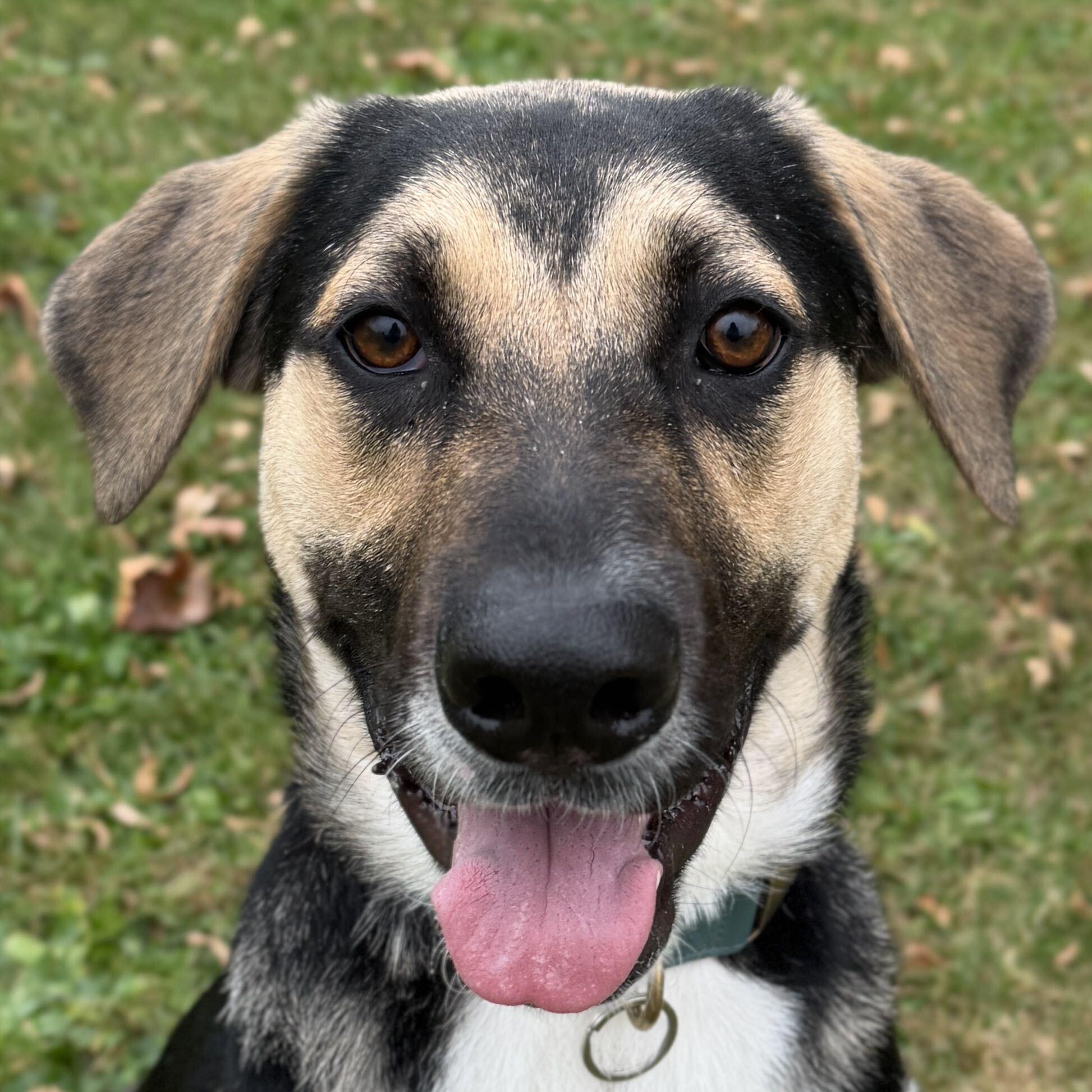 Drake, Adoptable, Adult Male Shepherd.