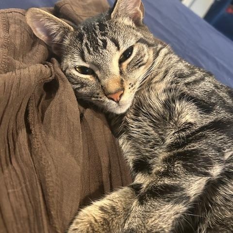 Cleopatra