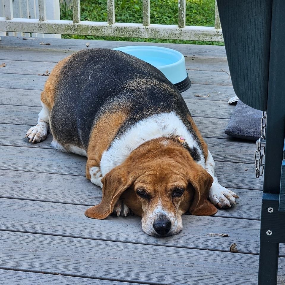 Belle