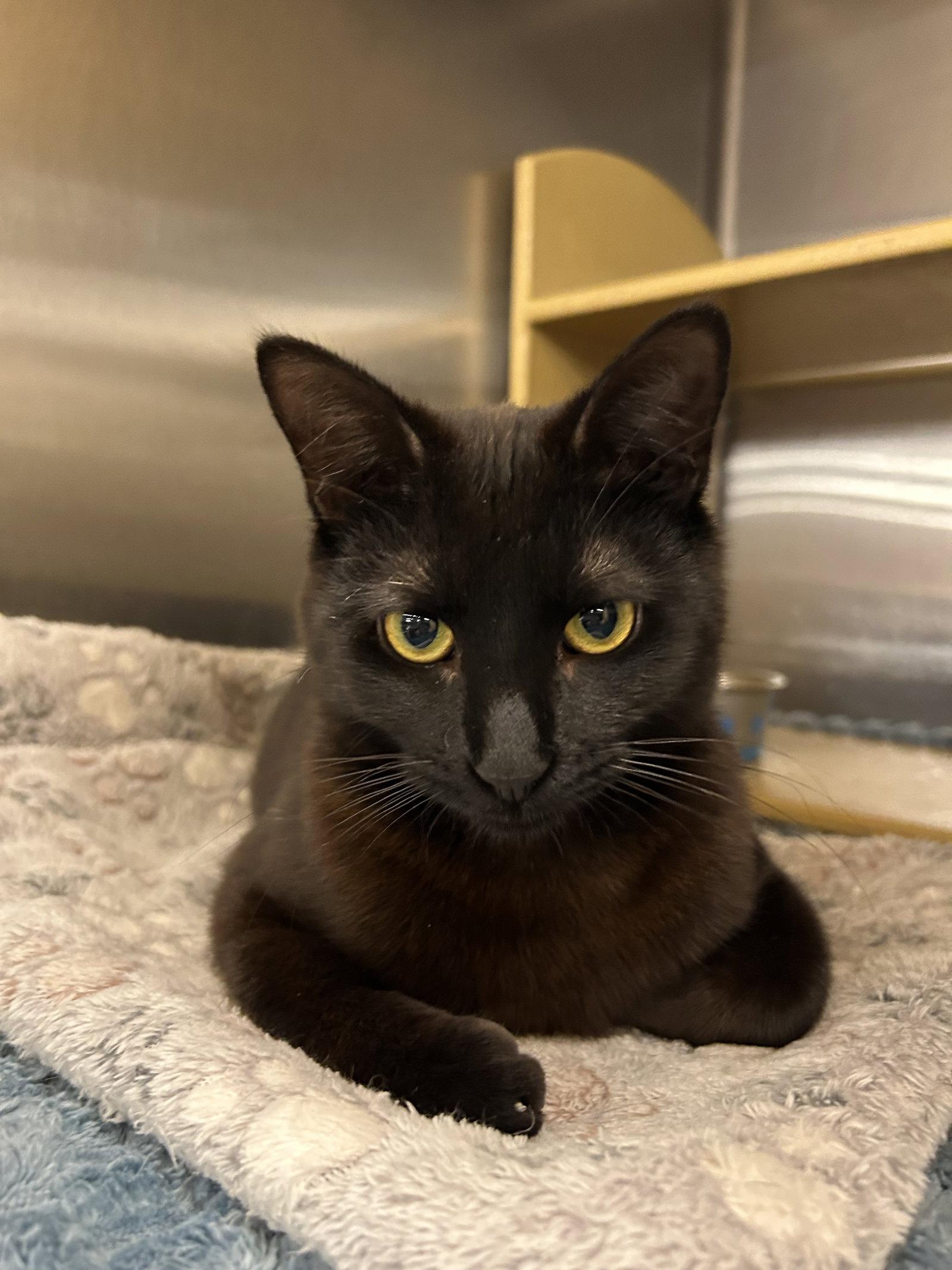 Monty, adopted, Young Male Domestic Medium Hair.