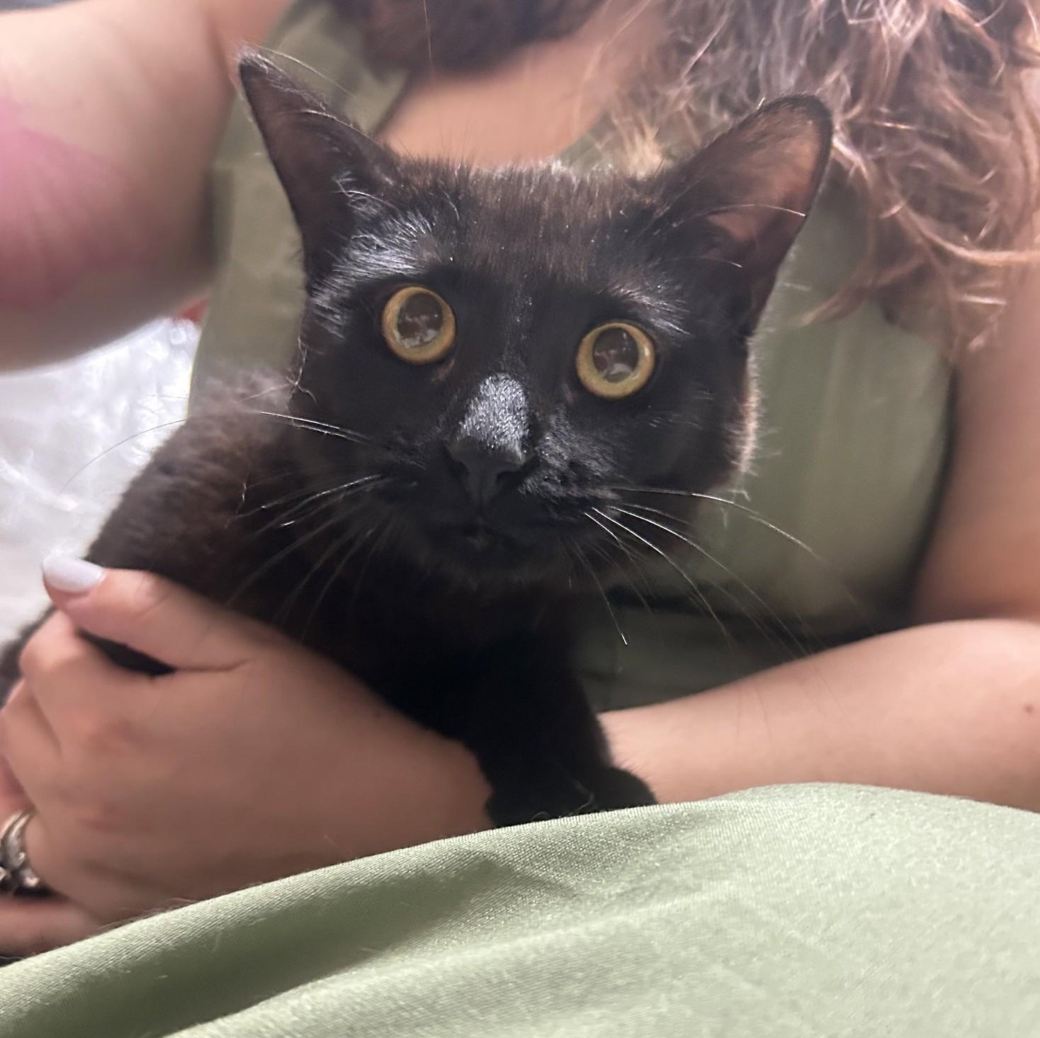 Enlarge Monty, an adopted Domestic Medium Hair in Columbia, SC image 2/3