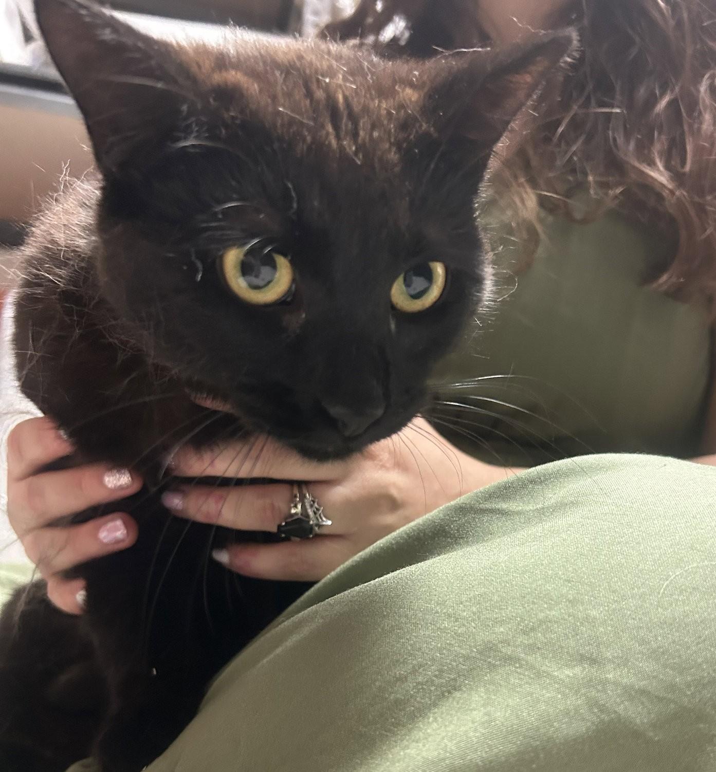 Enlarge Monty, an adopted Domestic Medium Hair in Columbia, SC image 3/3