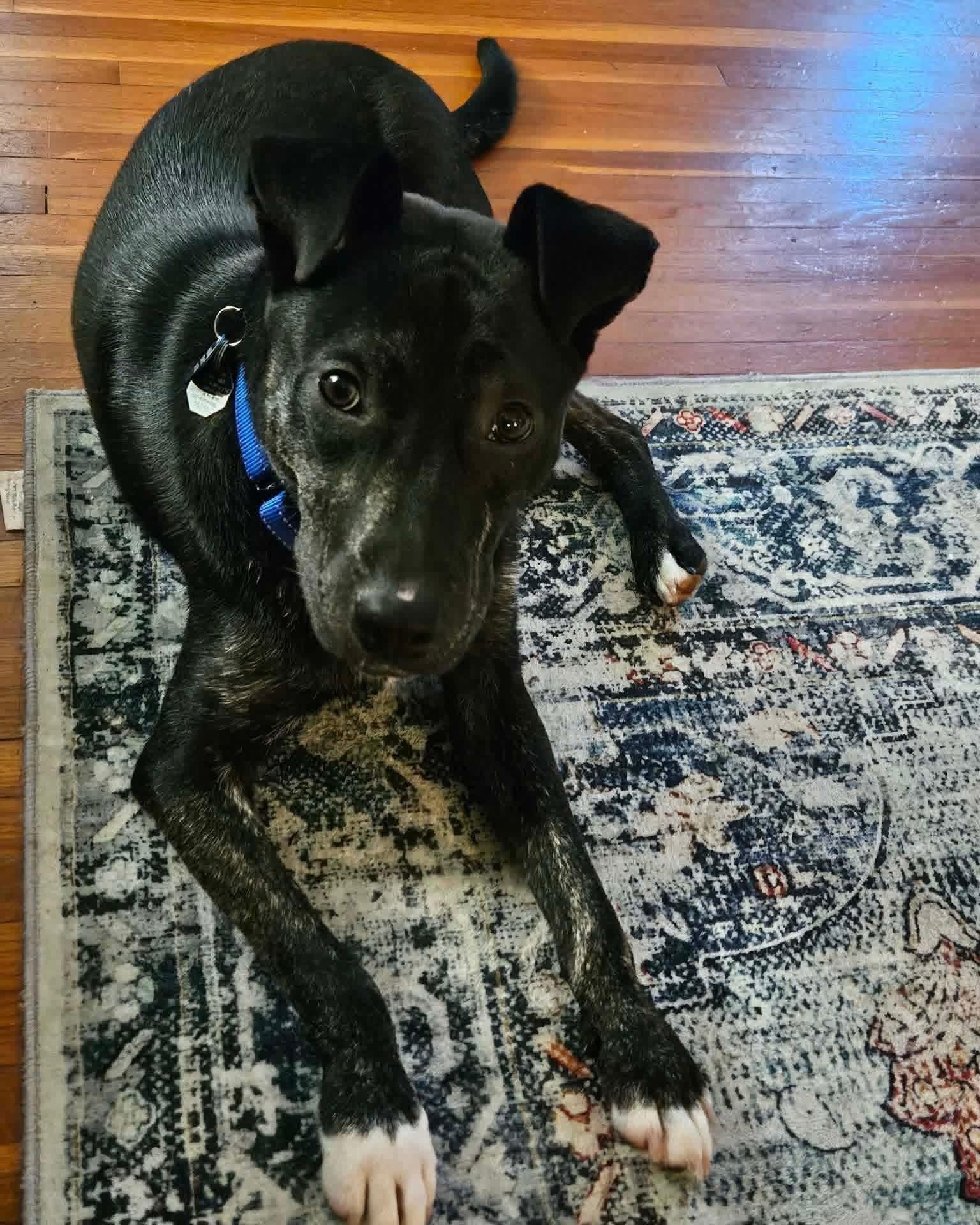 Enlarge JD, a ADOPTABLE mixed breed in Jefferson City, MO image 2/3