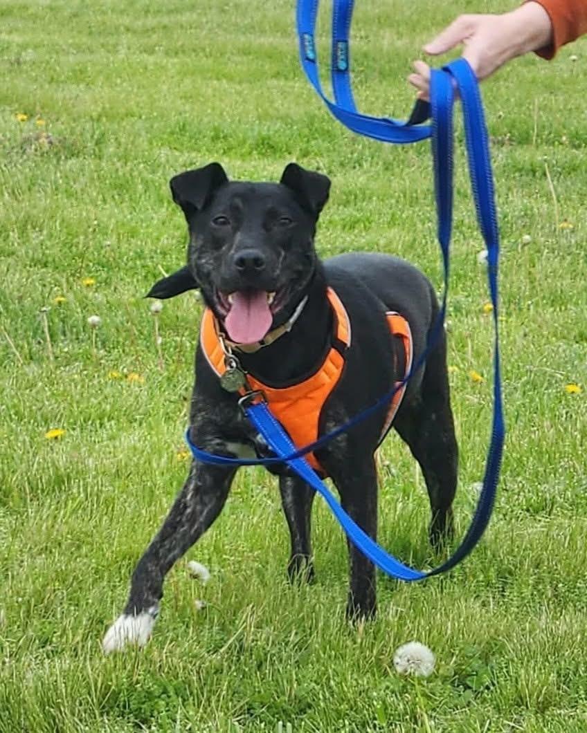 Enlarge JD, a ADOPTABLE mixed breed in Jefferson City, MO image 1/3
