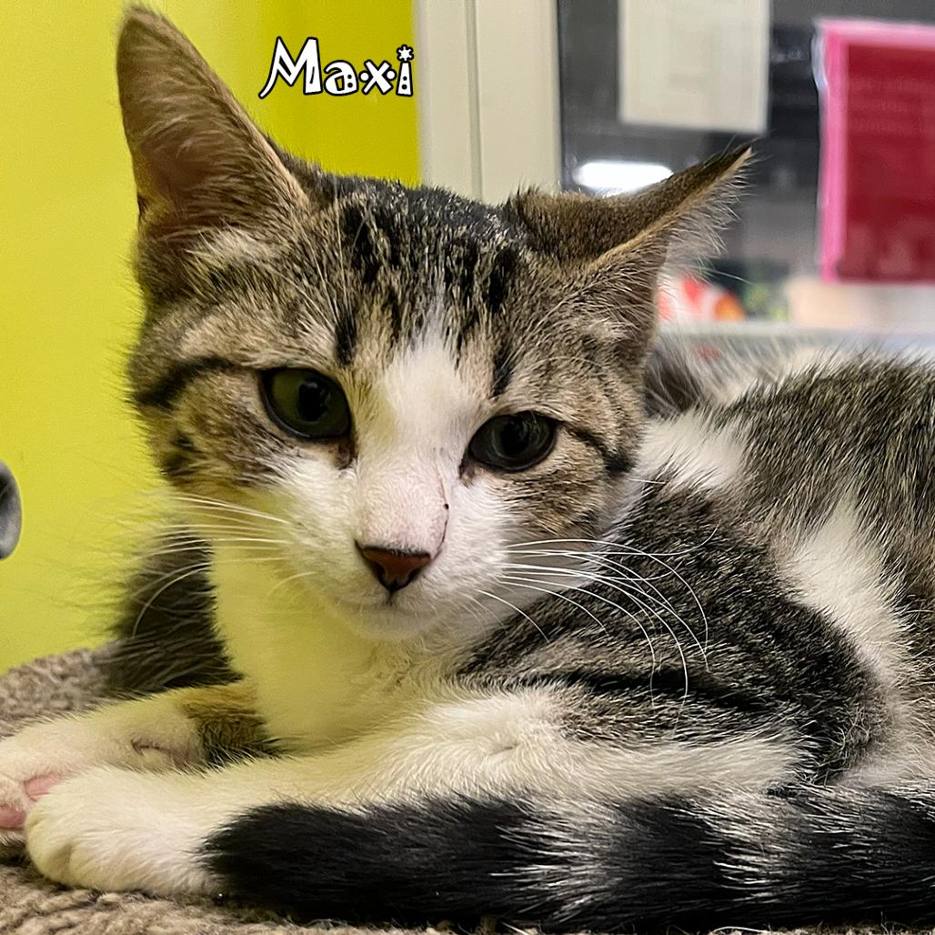 Maxi, Adoptable, Kitten Female Domestic Short Hair & Domestic Short Hair.
