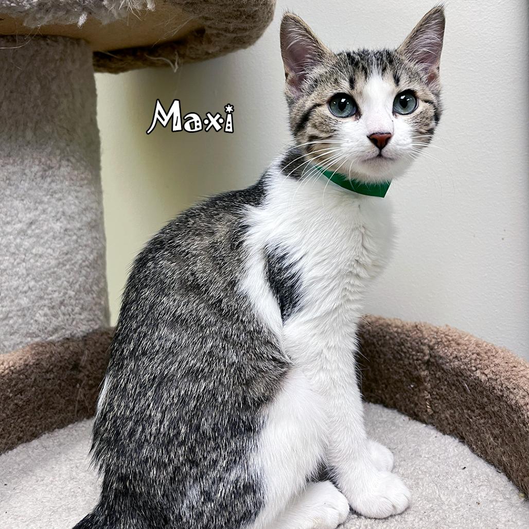 Maxi, a Adoptable mixed breed in Carmel, IN image 2/4