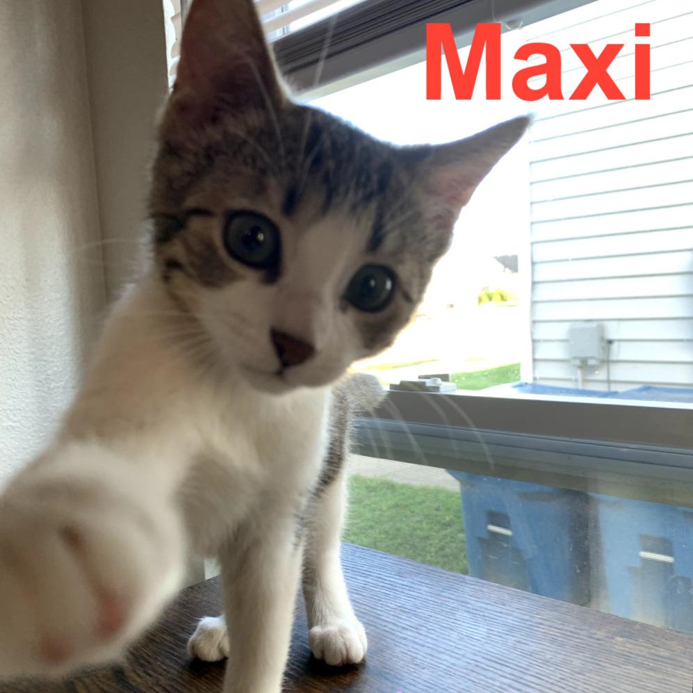 Maxi, a Adoptable mixed breed in Carmel, IN image 3/4