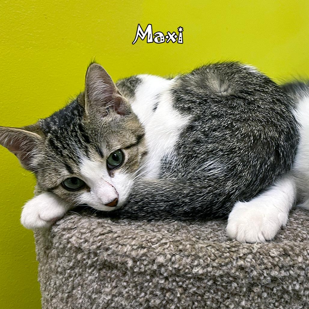 Maxi, a Adoptable mixed breed in Carmel, IN image 4/4