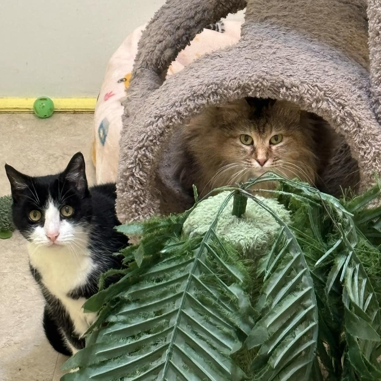Bitsy, an adoptable Domestic Short Hair in Vine Grove, KY image 4/6