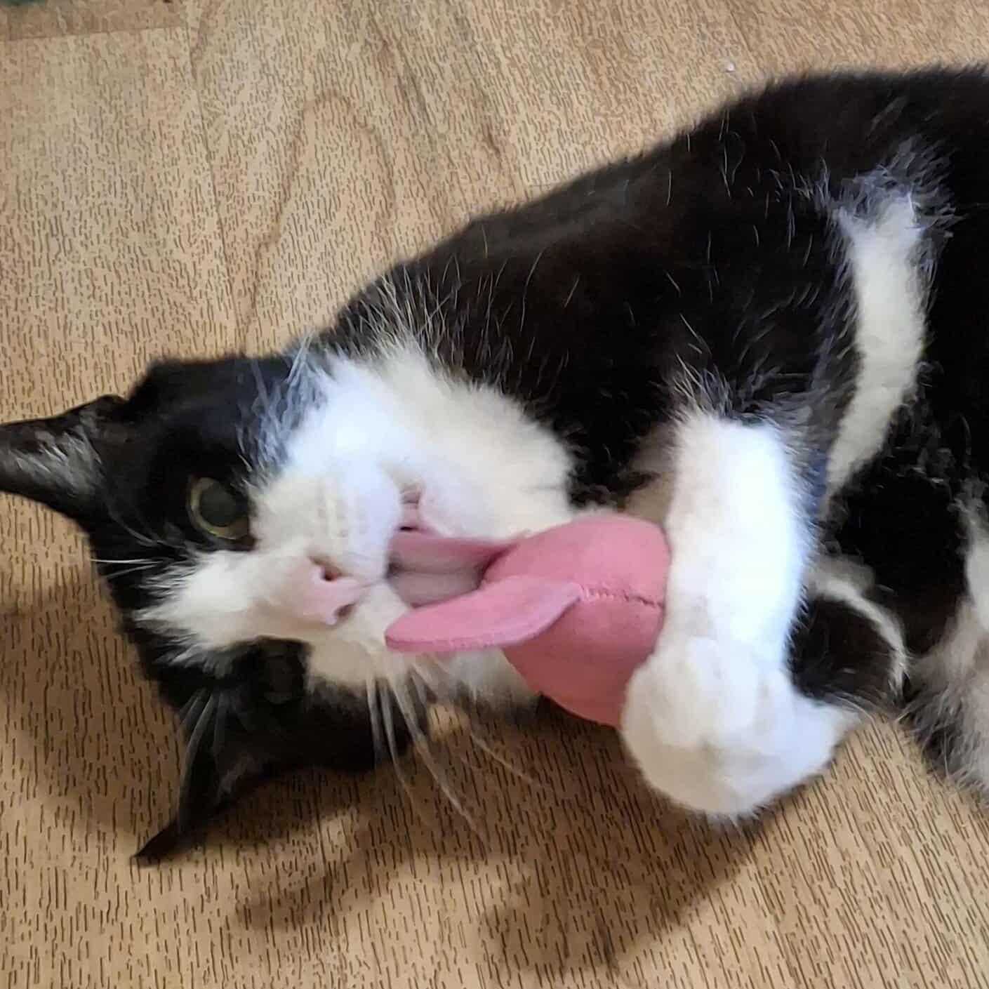 Bitsy, Adult Female unknown