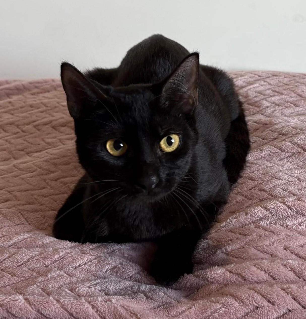 Ainoha, adopted, Kitten Female American Shorthair.