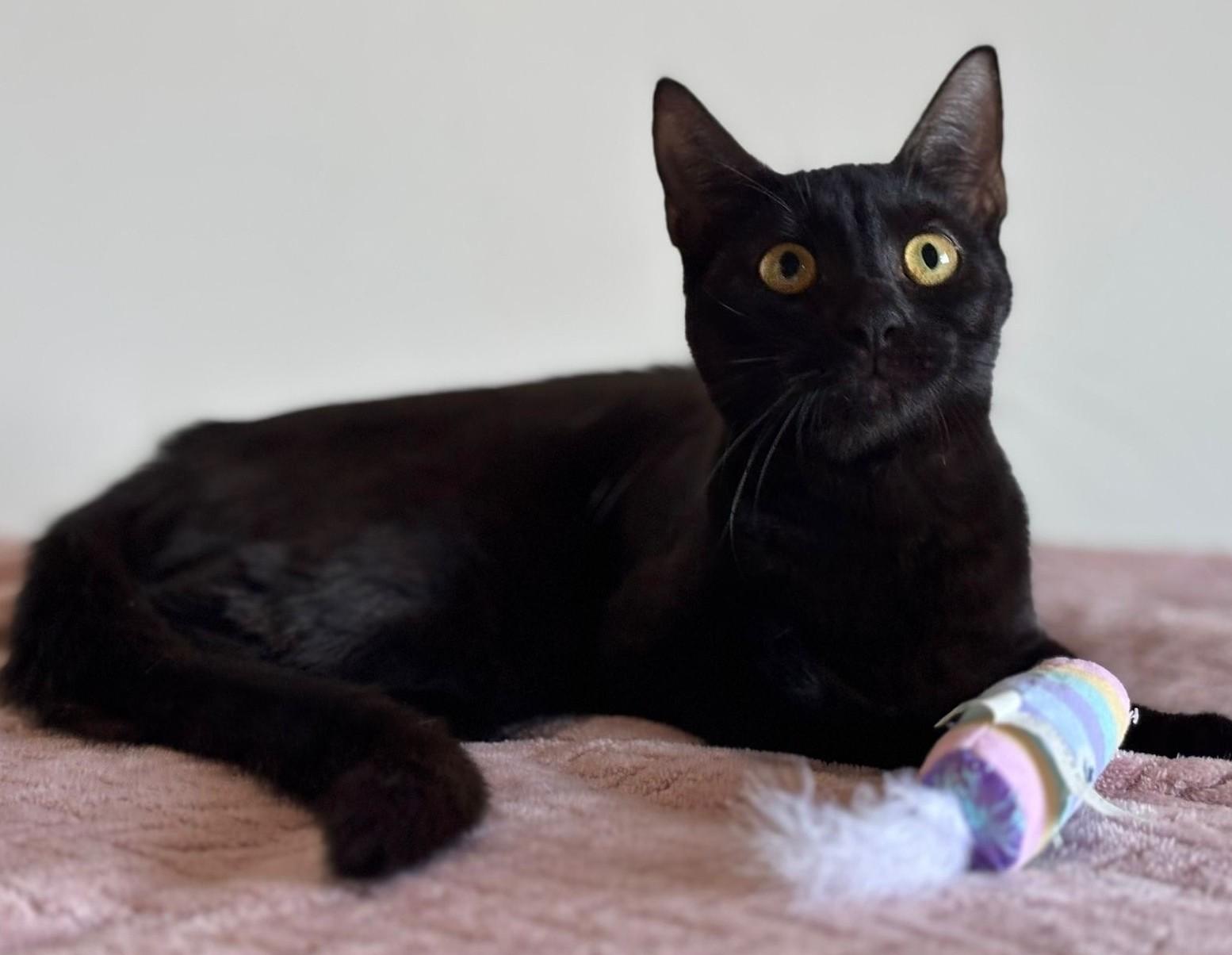 Ainoha, an adopted American Shorthair in Somerville, MA image 5/5