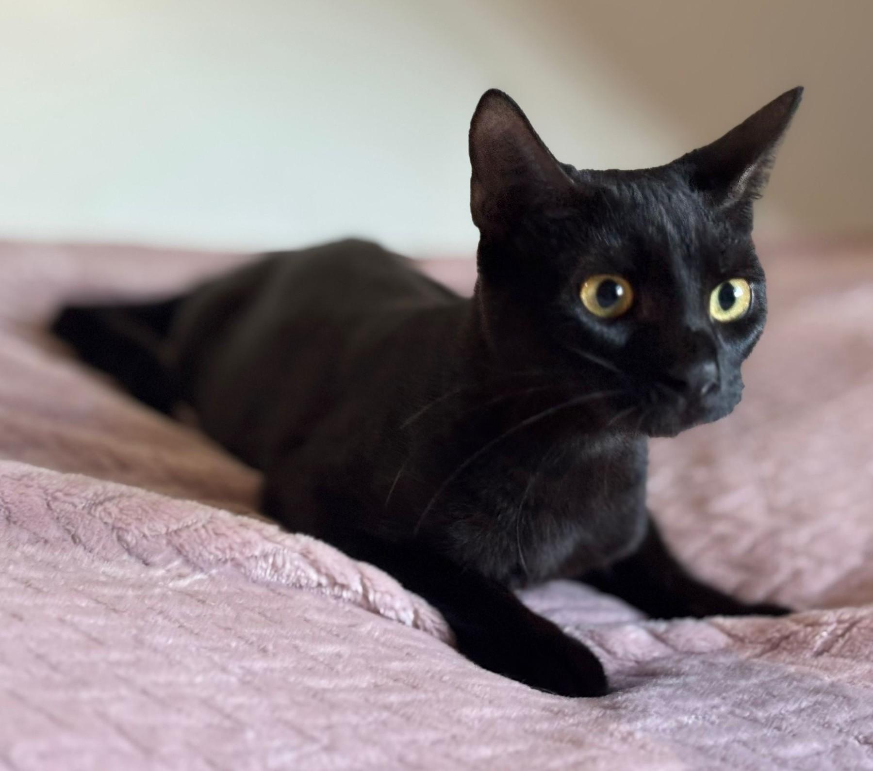 Ainoha, an adopted American Shorthair in Somerville, MA image 3/5