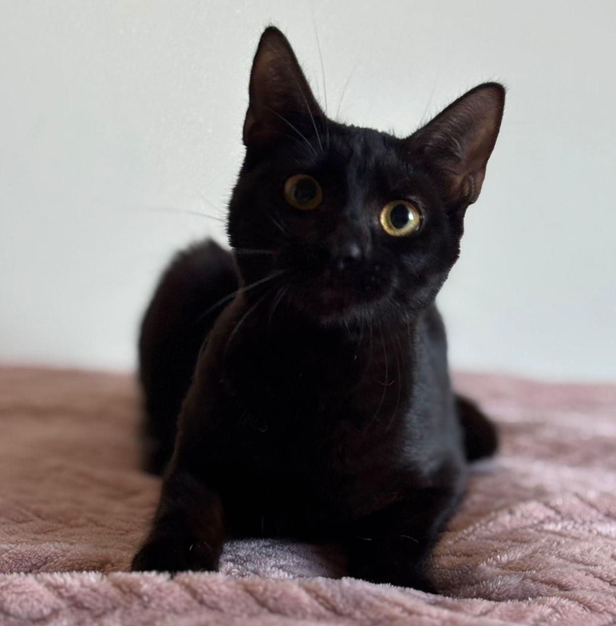 Ainoha, an adopted American Shorthair in Somerville, MA image 4/5