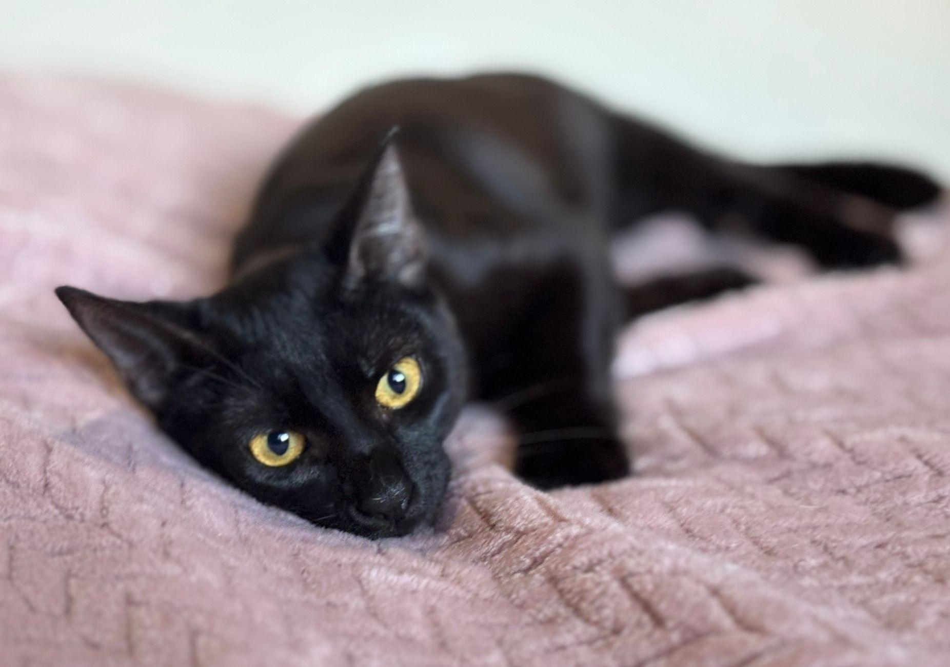 Ainoha, an adopted American Shorthair in Somerville, MA image 2/5