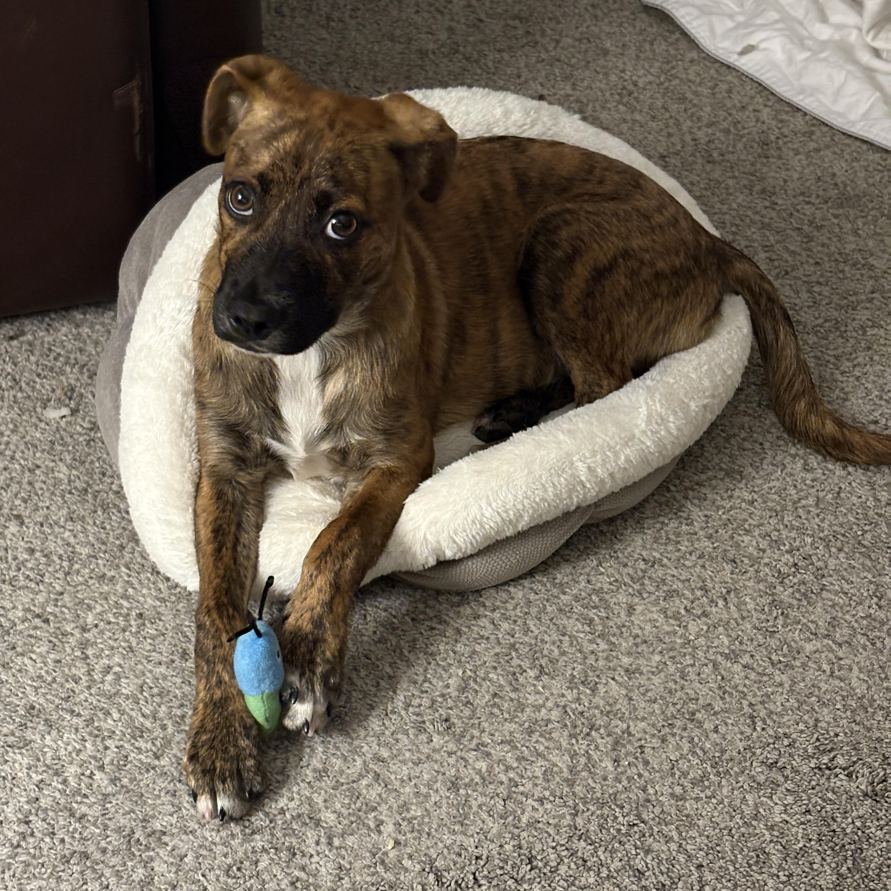 Enlarge Tiger, a Adoptable mixed breed in Carlsbad, CA image 4/6