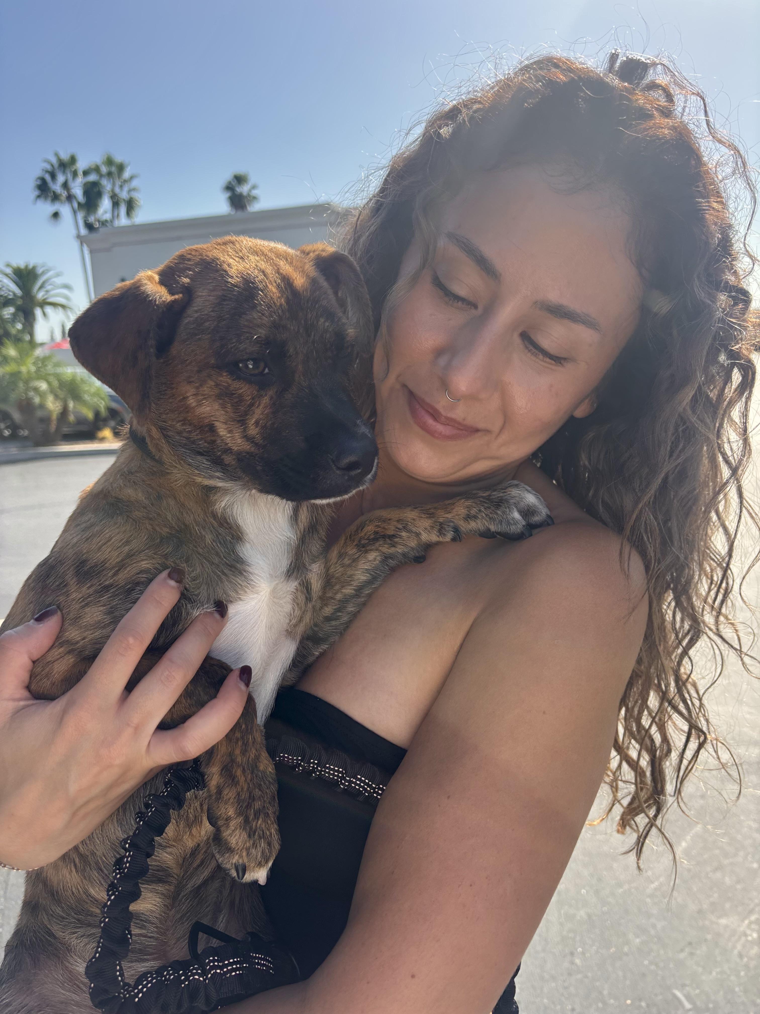 Enlarge Tiger, a Adoptable mixed breed in Carlsbad, CA image 2/6