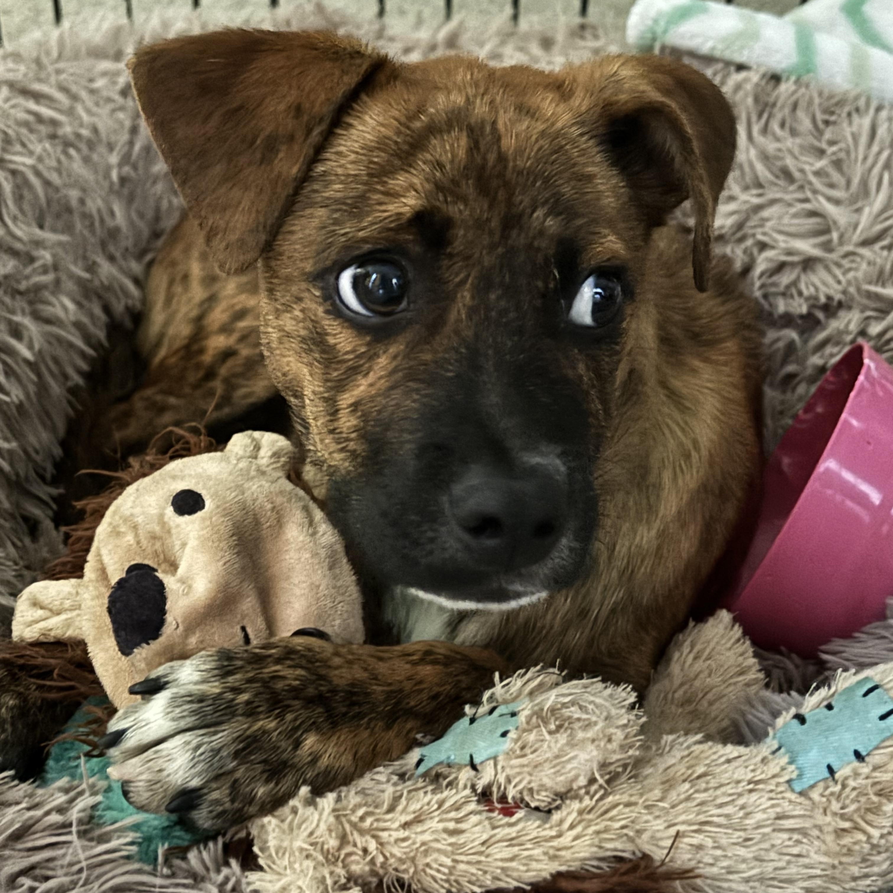 Enlarge Tiger, a Adoptable mixed breed in Carlsbad, CA image 5/6