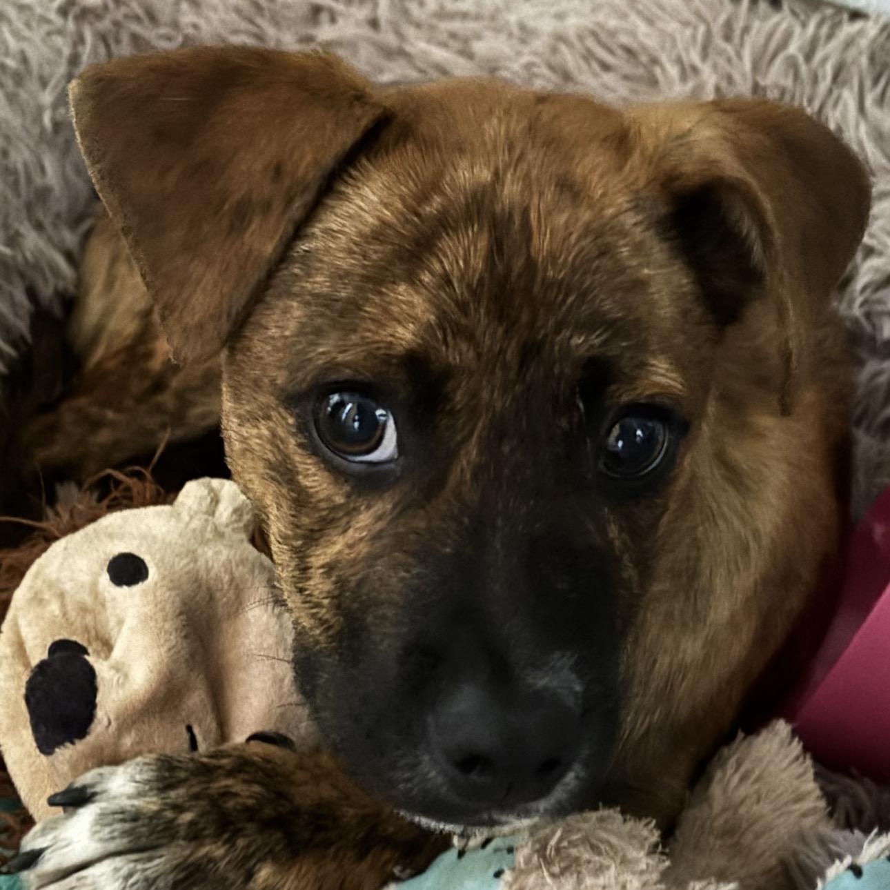 Enlarge Tiger, a Adoptable mixed breed in Carlsbad, CA image 1/6