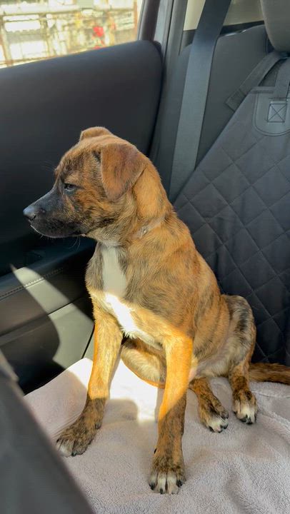 Enlarge Tiger, a Adoptable mixed breed in Carlsbad, CA video 3/6