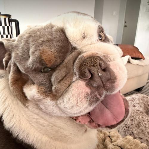 Enlarge Chad, a Adoptable English Bulldog in Austin, TX image 1/5