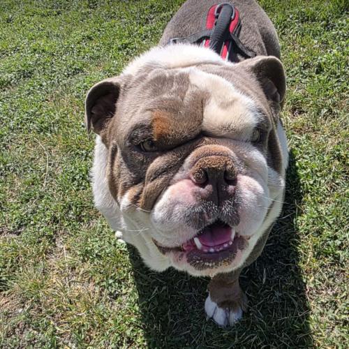 Enlarge Chad, a Adoptable English Bulldog in Austin, TX image 2/5