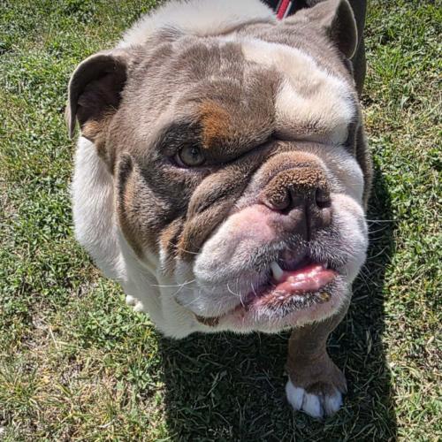 Enlarge Chad, a Adoptable English Bulldog in Austin, TX image 3/5